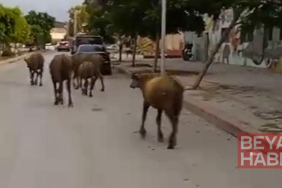 Hatay