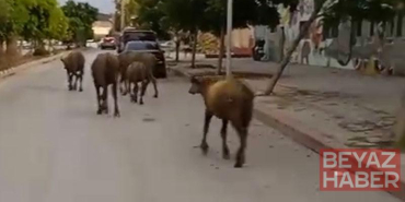 Hatay