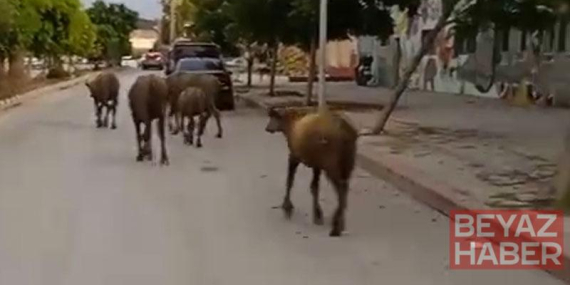 Hatay