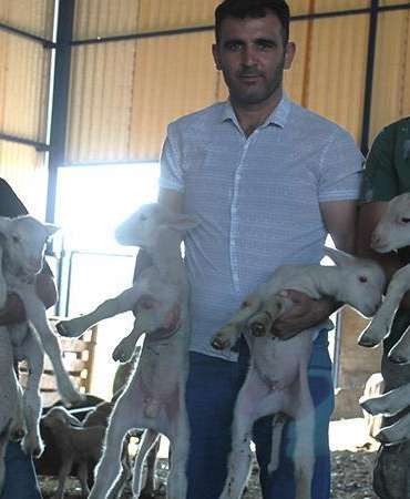 1,1 milyon liralık ‘Şampiyon’ koçun üçüz ve ikiz yavruları oldu