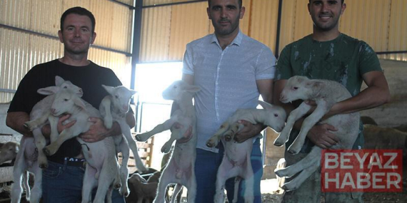 1,1 milyon liralık ‘Şampiyon’ koçun üçüz ve ikiz yavruları oldu