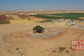 Şanlıurfa'da 13 asırlık zeytin ağacı meyve vermeyi sürdürüyor
