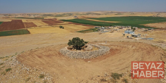 Şanlıurfa'da 13 asırlık zeytin ağacı meyve vermeyi sürdürüyor
