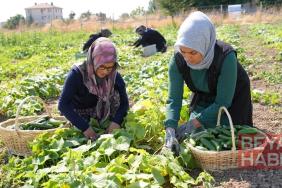 Türkiye'nin "yeşil altını" Çubuk turşusu 45 çeşidiyle dünya lezzetleri arasında