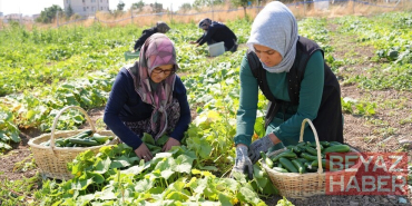 Türkiye'nin "yeşil altını" Çubuk turşusu 45 çeşidiyle dünya lezzetleri arasında