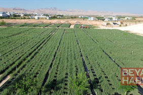 Mardin'de üretilen 4 milyon tuz çalısı ülkenin dört bir yanında meraları zenginleştirecek
