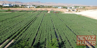 Mardin'de üretilen 4 milyon tuz çalısı ülkenin dört bir yanında meraları zenginleştirecek