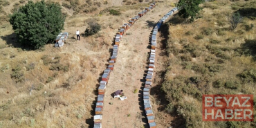 Geven balında hasat mesaisi başladı