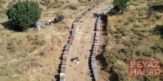 Geven balında hasat mesaisi başladı