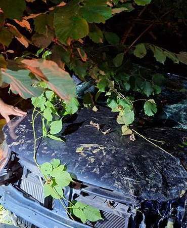 Rize’de kamyonet uçuruma yuvarlandı; ağabey ve kardeşi öldü, 1 kişi yaralandı