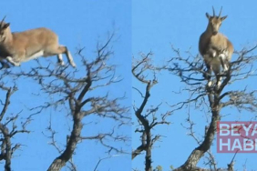 Yaban keçisi, ağacın tepesinde görüntülendi