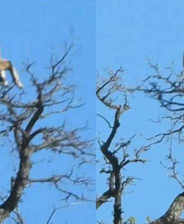Yaban keçisi, ağacın tepesinde görüntülendi