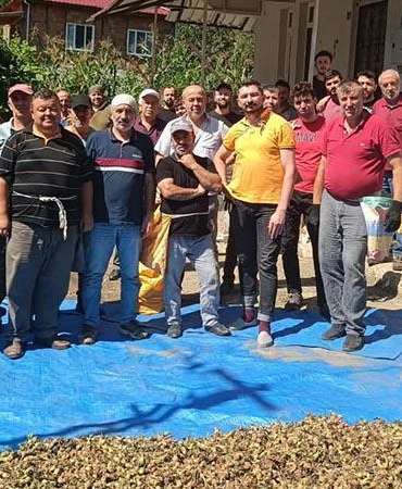 Ölen kız kardeşlerin bahçesindeki fındığın hasadını imece usulü mahalleli yaptı