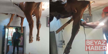 Evin çatısına düşen dana, delinen tavanda asılı kaldı