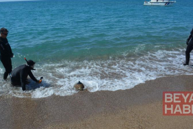 Yeşil deniz kaplumbağası