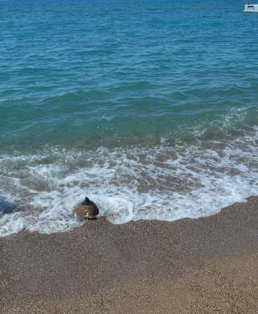 Yeşil deniz kaplumbağası