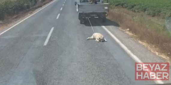 Köpeği kamyonetin arkasına bağlayıp sürükleyerek götürdü