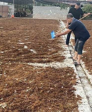 Alaşehir’de üzüm üreticileri TMO’nun fiyatından memnun