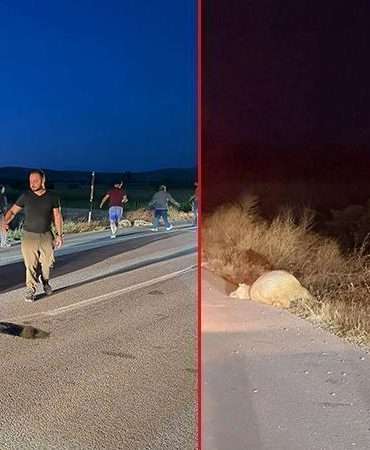Avrupa turuna çıkan Fransız kadın, motosikletiyle koyunlara çarpıp yaralandı