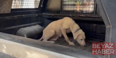 Pirelerin istila ettiği binadan çıkarılan köpeğe, kendisini kurtarıp sahiplenen avukatın adı verildi