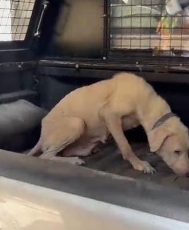 Pirelerin istila ettiği binadan çıkarılan köpeğe, kendisini kurtarıp sahiplenen avukatın adı verildi