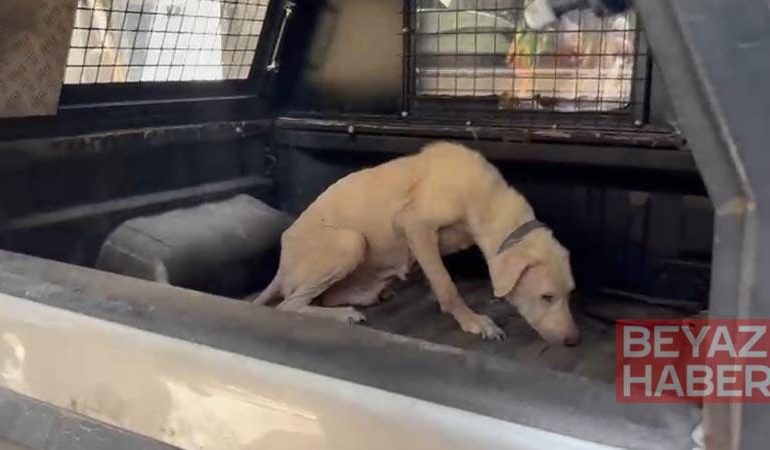 Pirelerin istila ettiği binadan çıkarılan köpeğe, kendisini kurtarıp sahiplenen avukatın adı verildi