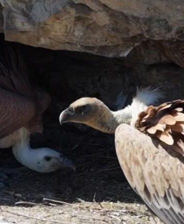 Uçmaya hazırlanan yavru akbabalar dron kamerasında