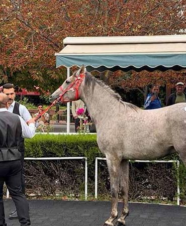 TİGEM 13 elit tay satışından 51 milyon 600 bin lira gelir elde etti