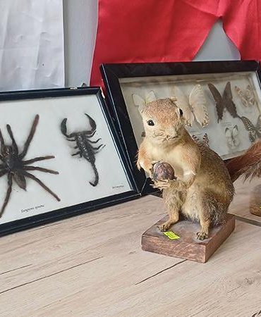 İş yerinde hayvan tahnitlerini satarken yakalandı