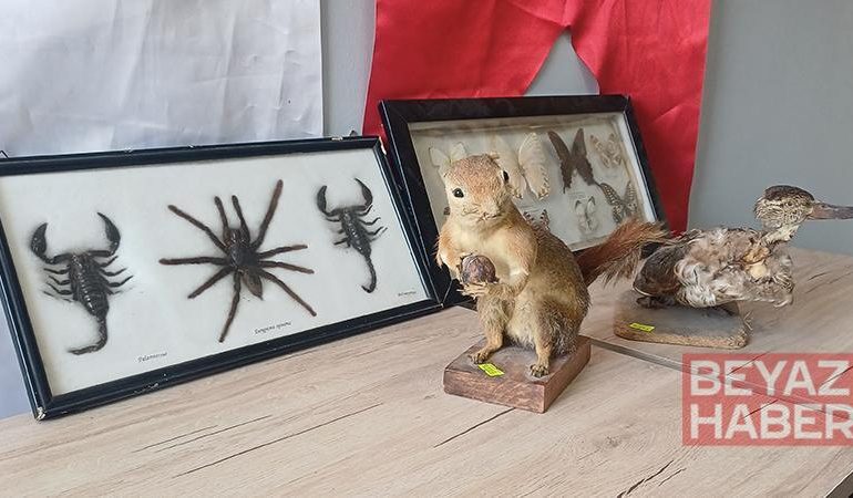 İş yerinde hayvan tahnitlerini satarken yakalandı