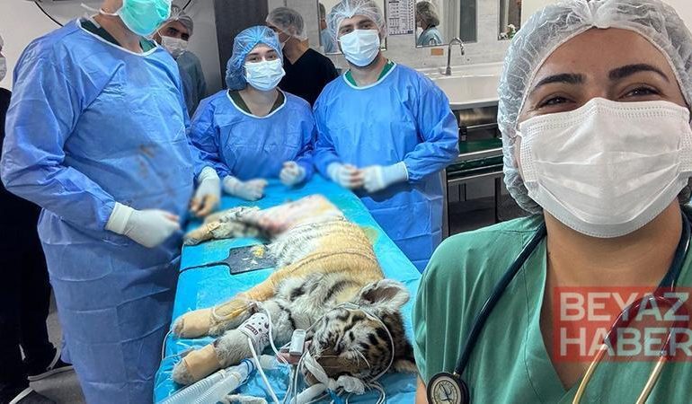 3 aylık yavru kaplan ameliyatla sağlığına kavuştu