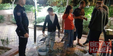 Belgesiz Afrika gri papağanı satışına 30 bin TL ceza