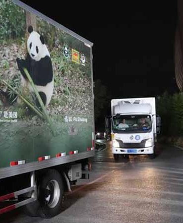 İki dev panda Çin’den ABD’ye yola çıktı