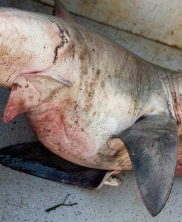 Saros Körfezi’nde balıkçı ağına ‘kum kaplanı’ cinsi köpek balığı takıldı