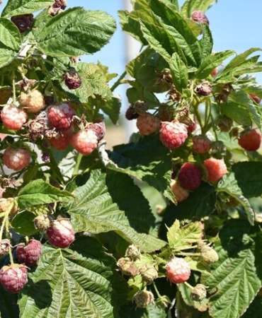 Alternatif ürün olarak yetiştirilen ahududu ve böğürtlen çiftçiye yeni gelir kapısı oldu
