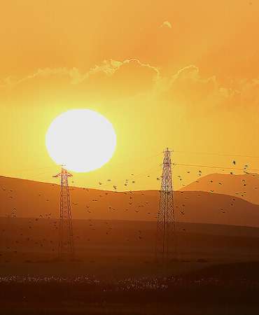 Göçmen kuşların rotası elektrik şebekesindeki önlemleri şekillendiriyor