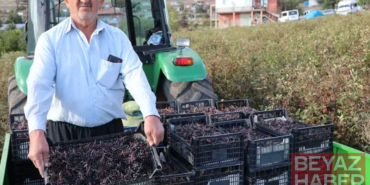Kardeşinin tavsiyesiyle ekti 40 ton hasat edecek: 'Süper meyve' için 25 kişi harıl harıl çalışıyor
