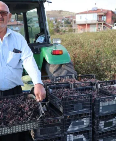 Kardeşinin tavsiyesiyle ekti 40 ton hasat edecek: 'Süper meyve' için 25 kişi harıl harıl çalışıyor