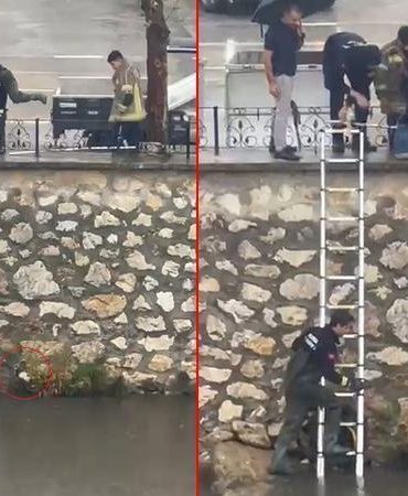 Yağmurda dereye sürüklenen yavru kediyi kurtarmak için zamanla yarıştılar