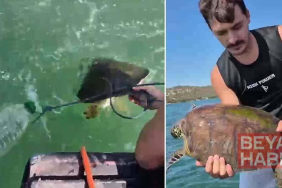 Milas
