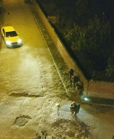 Aydın merkezli 3 ilde uyuşturucu operasyonu: 111 gözaltında