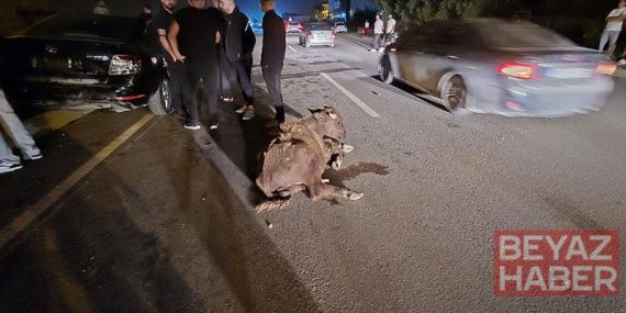 Otomobillerin çarptığı 3 angus öldü