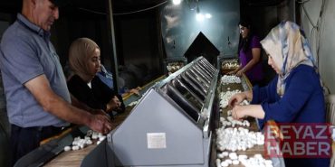 Diyarbakır’da ipek böcekçiliği, bin çiftçiye geçim kaynağı oluyor
