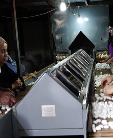 Diyarbakır’da ipek böcekçiliği, bin çiftçiye geçim kaynağı oluyor