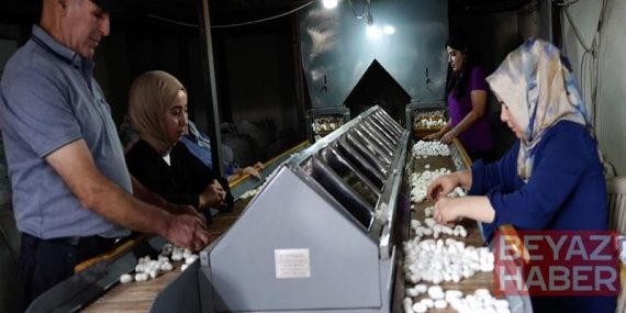 Diyarbakır’da ipek böcekçiliği, bin çiftçiye geçim kaynağı oluyor