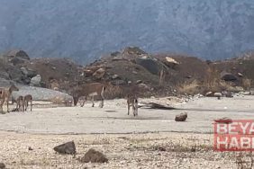 Dağ keçileri yol kenarında görüntülendi