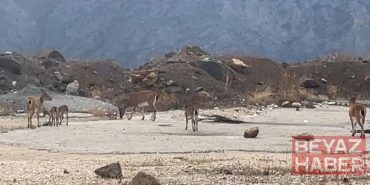 Dağ keçileri yol kenarında görüntülendi