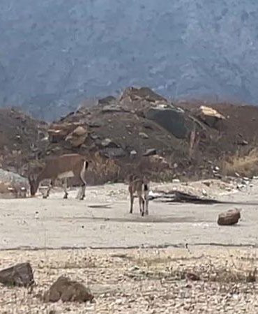 Dağ keçileri yol kenarında görüntülendi
