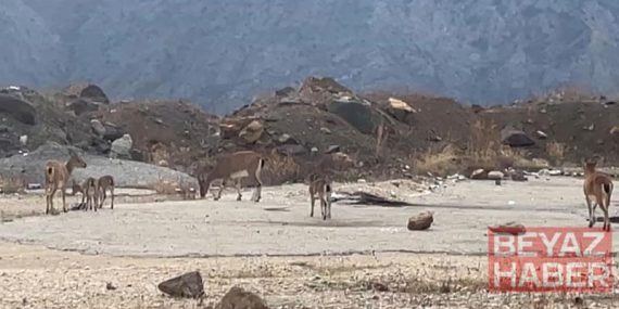 Dağ keçileri yol kenarında görüntülendi