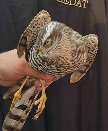 Atmaca, kuşu avlamak için berber dükkanına girdi